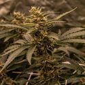 White Choco (Amsterdam Genetics) Feminiserade