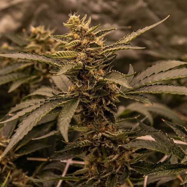 White Choco (Amsterdam Genetics) Feminiserade