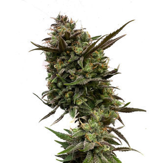 White Choco (Amsterdam Genetics) feminiserade cannabisfr&ouml;n