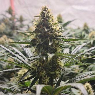 White Choco Haze (Amsterdam Genetics) Feminiserade
