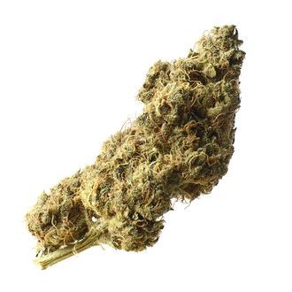 White Choco Haze (Amsterdam Genetics) Feminiserade