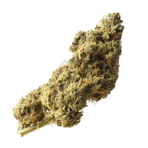 White Choco Haze (Amsterdam Genetics) Feminiserade