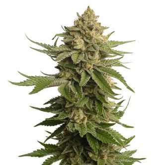 AK-OG Kush (Amsterdam Genetics) feminiserade