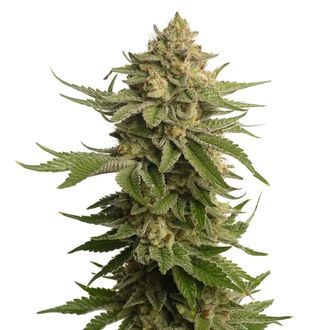AK-OG Kush (Amsterdam Genetics) Feminiserade
