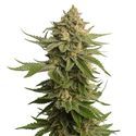 AK-OG Kush (Amsterdam Genetics) Feminiserade