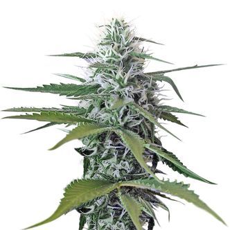 Kosher Tangie Kush (Amsterdam Genetics) feminiserade cannabisfr&ouml;n