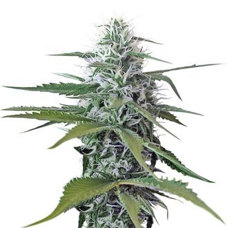 Kosher Tangie Kush (Amsterdam Genetics) Feminiserade