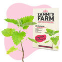 Citronmeliss (Melissa officinalis) Buddy Pack
