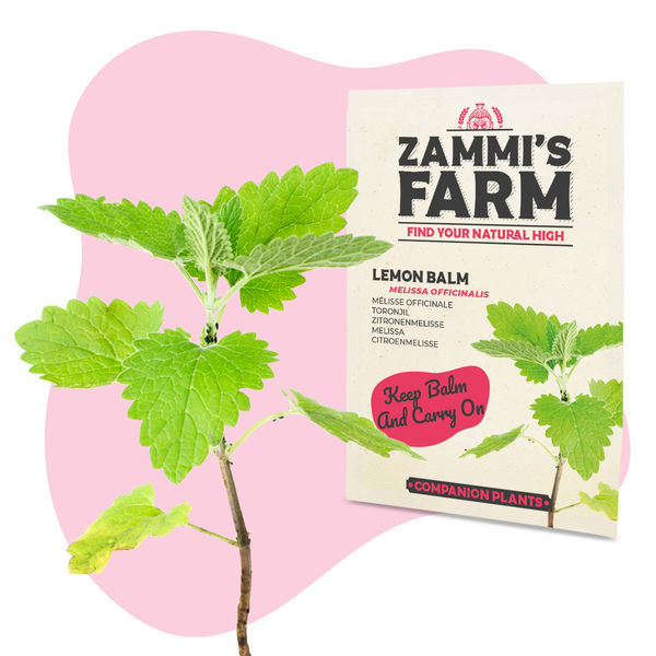 Citronmeliss (Melissa officinalis) Buddy Pack