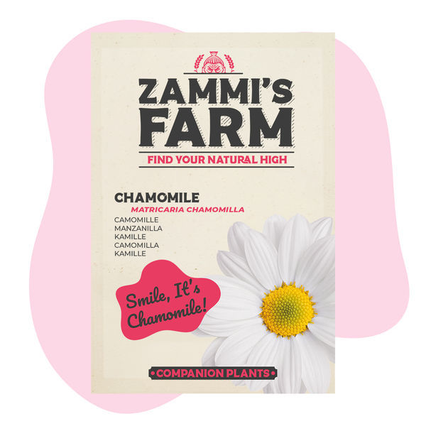 Kamomill (Matricaria chamomilla) Buddy Pack