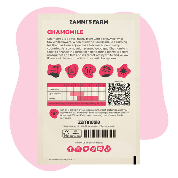 Kamomill (Matricaria chamomilla) Buddy Pack