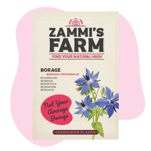 Gurkört (Borago officinalis) Buddy Pack