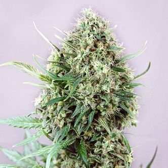 Jack Diesel (Positronics) feminiserade cannabisfr&ouml;n