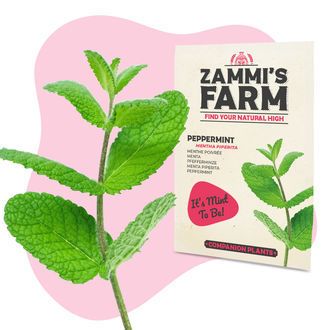 Pepparmynta (Mentha piperita) Buddy Pack