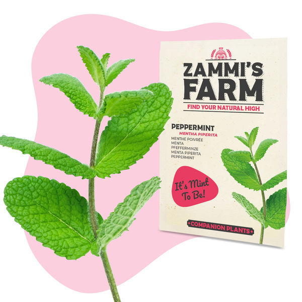 Pepparmynta (Mentha piperita) Buddy Pack