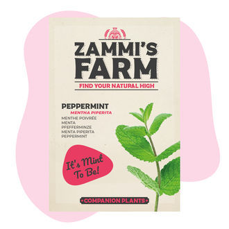Pepparmynta (Mentha piperita) Buddy Pack