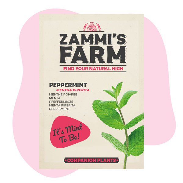 Pepparmynta (Mentha piperita) Buddy Pack