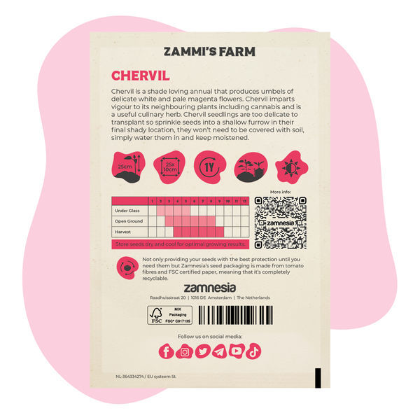 Körvel (Anthriscus cerefolium) Buddy Pack