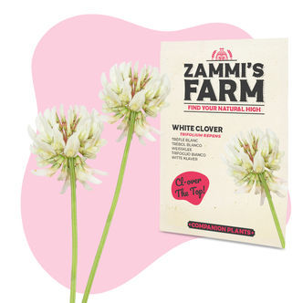 Vitkl&ouml;ver (Trifolium repens) f&ouml;ljev&auml;xtpaket