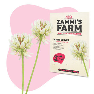 Vitkl&ouml;ver (Trifolium repens) buddy pack
