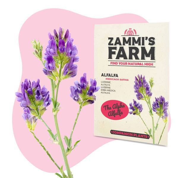 Lusern (Medicago sativa) Buddy Pack