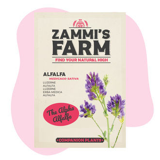 Lusern (Medicago sativa) Buddy Pack