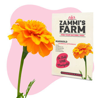 Ringblomma (Calendula officinalis) Buddy Pack