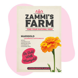 Ringblomma (Calendula officinalis) Buddy Pack