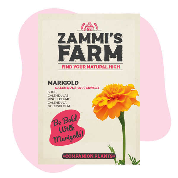 Ringblomma (Calendula officinalis) Buddy Pack
