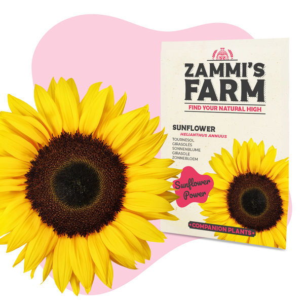 Solros (Helianthus annuus) kompispack