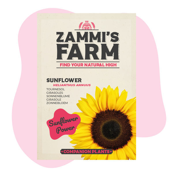 Solros (Helianthus annuus) kompispack