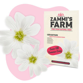Cerastium (Cerastium biebersteinii) kompispack