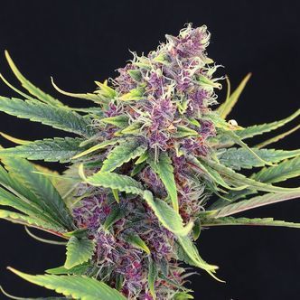 Purple Kush (Kannabia) feminiserade