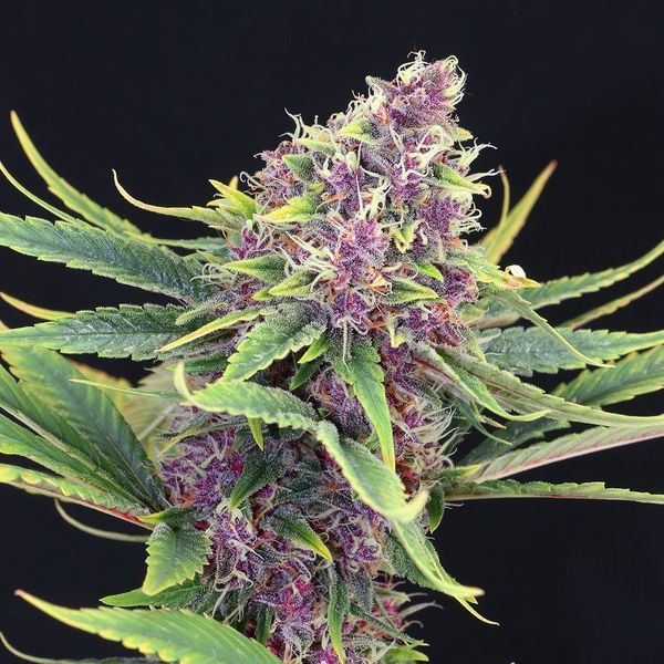Purple Kush (Kannabia) Feminiserade