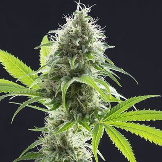 Kama Kush CBD (Kannabia) Feminiserade