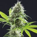 Kama Kush CBD (Kannabia) Feminiserade