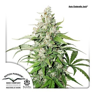 Auto Cinderella Jack (Dutch Passion) feminiserade