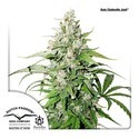 Auto Cinderella Jack (Dutch Passion) Feminiserade