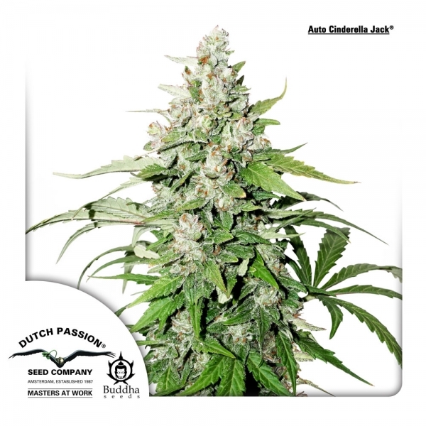 Auto Cinderella Jack (Dutch Passion) Feminiserade