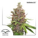 Auto Glueberry OG (Dutch Passion) Feminiserade