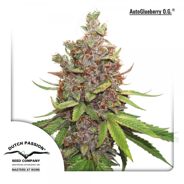 Auto Glueberry OG (Dutch Passion) Feminiserade