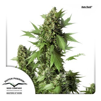 Auto Duck (Dutch Passion) feminiserade cannabisfr&ouml;n