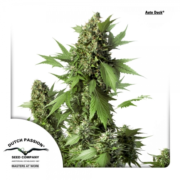 Auto Duck (Dutch Passion) Feminiserade