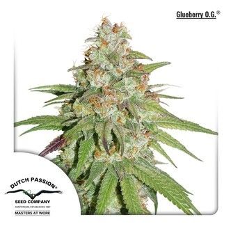 Glueberry OG (Dutch Passion) feminiserade cannabisfr&ouml;n