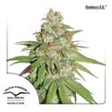 Glueberry OG (Dutch Passion) Feminiserade