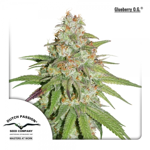 Glueberry OG (Dutch Passion) Feminiserade