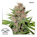 Passion Fruit (Dutch Passion) Feminiserade
