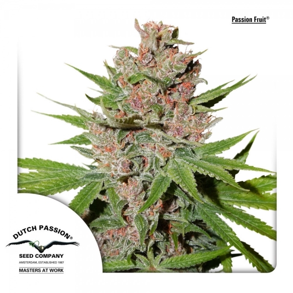 Passion Fruit (Dutch Passion) Feminiserade