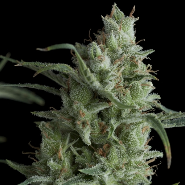 Auto Kryptonite (Pyramid Seeds) Feminiserade