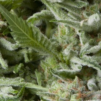 Auto Alpujarre&ntilde;a (Pyramid Seeds) Feminiserade